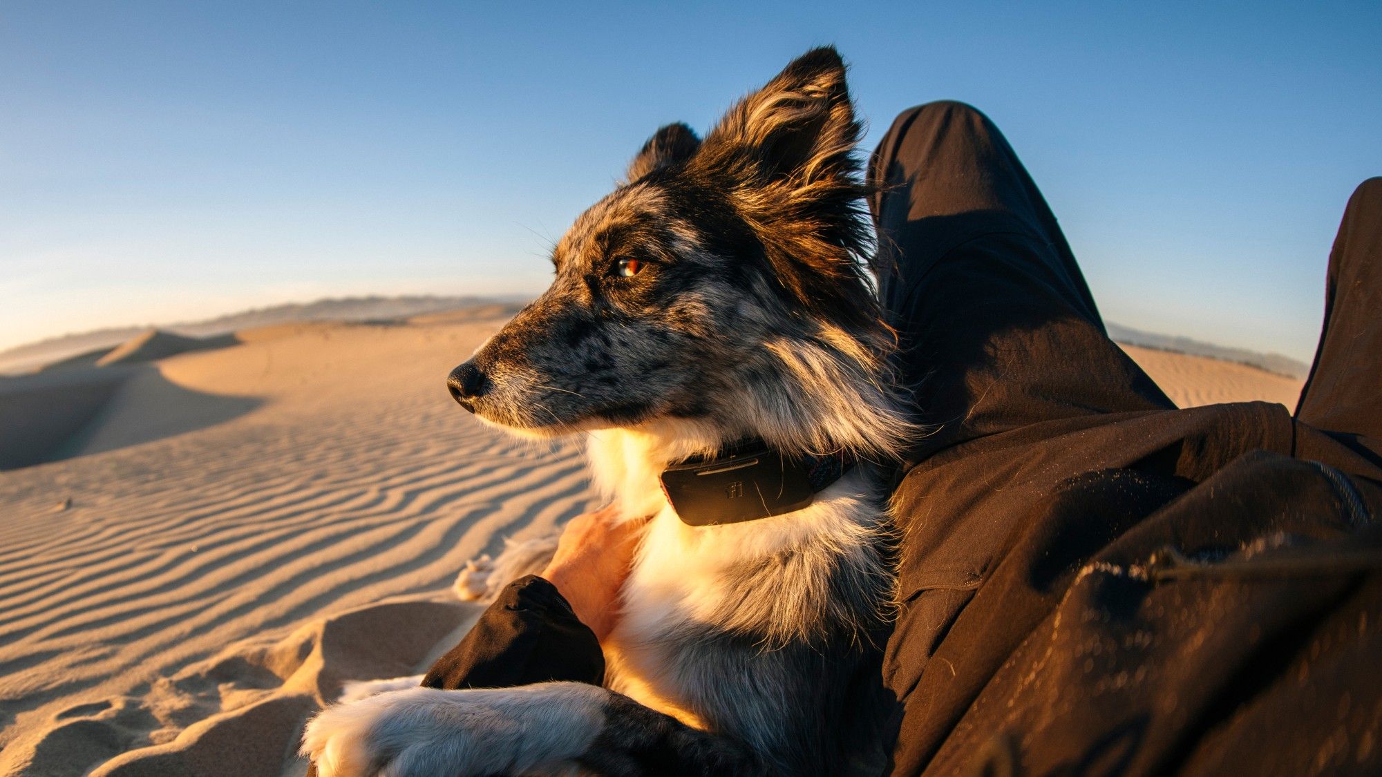 Your lost dog can now call home with the world